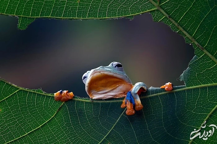 پرواز قورباغه پرنده قورباغه پرنده